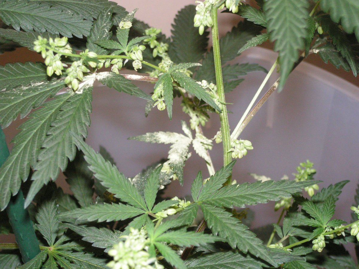 Male 2 13