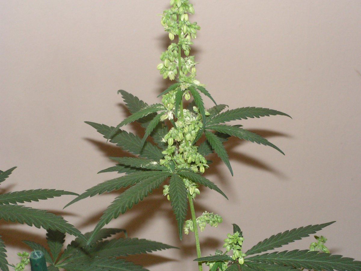 Male 2 14