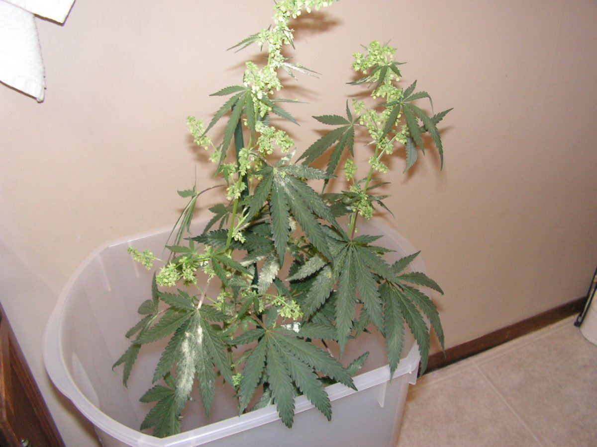 Male 2 15