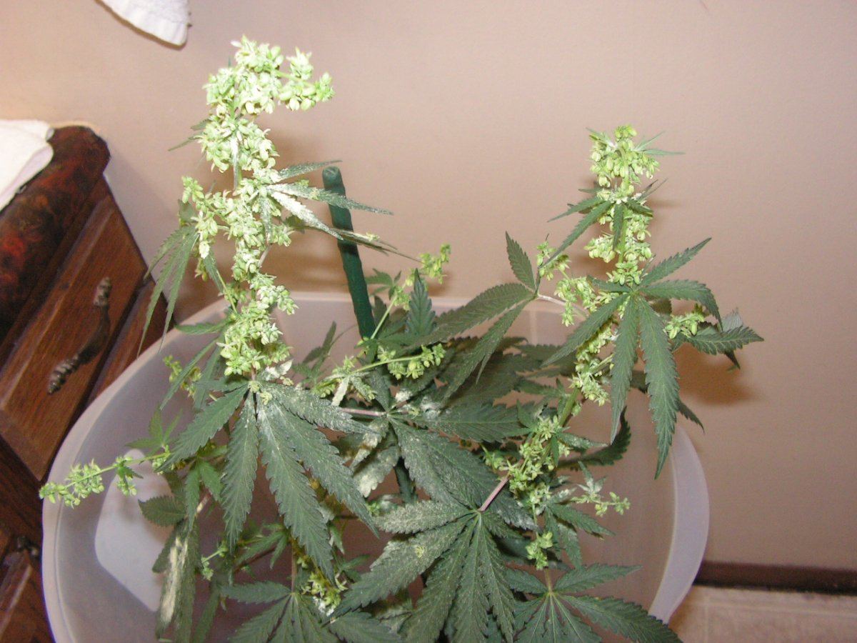 Male 2 16