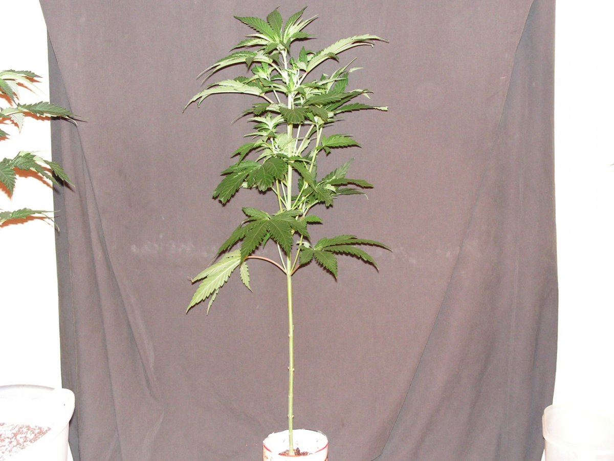 MALE 3