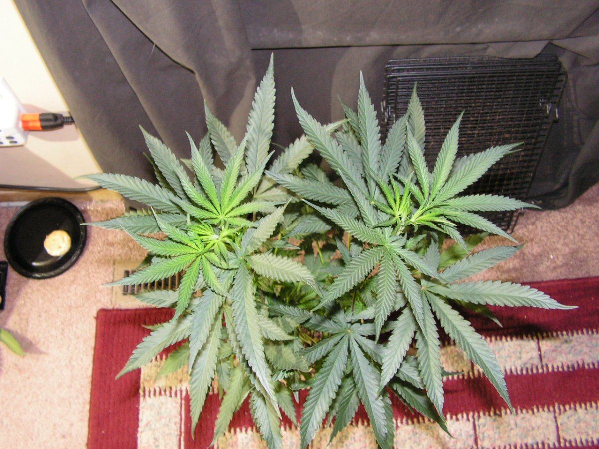 Male 4 1