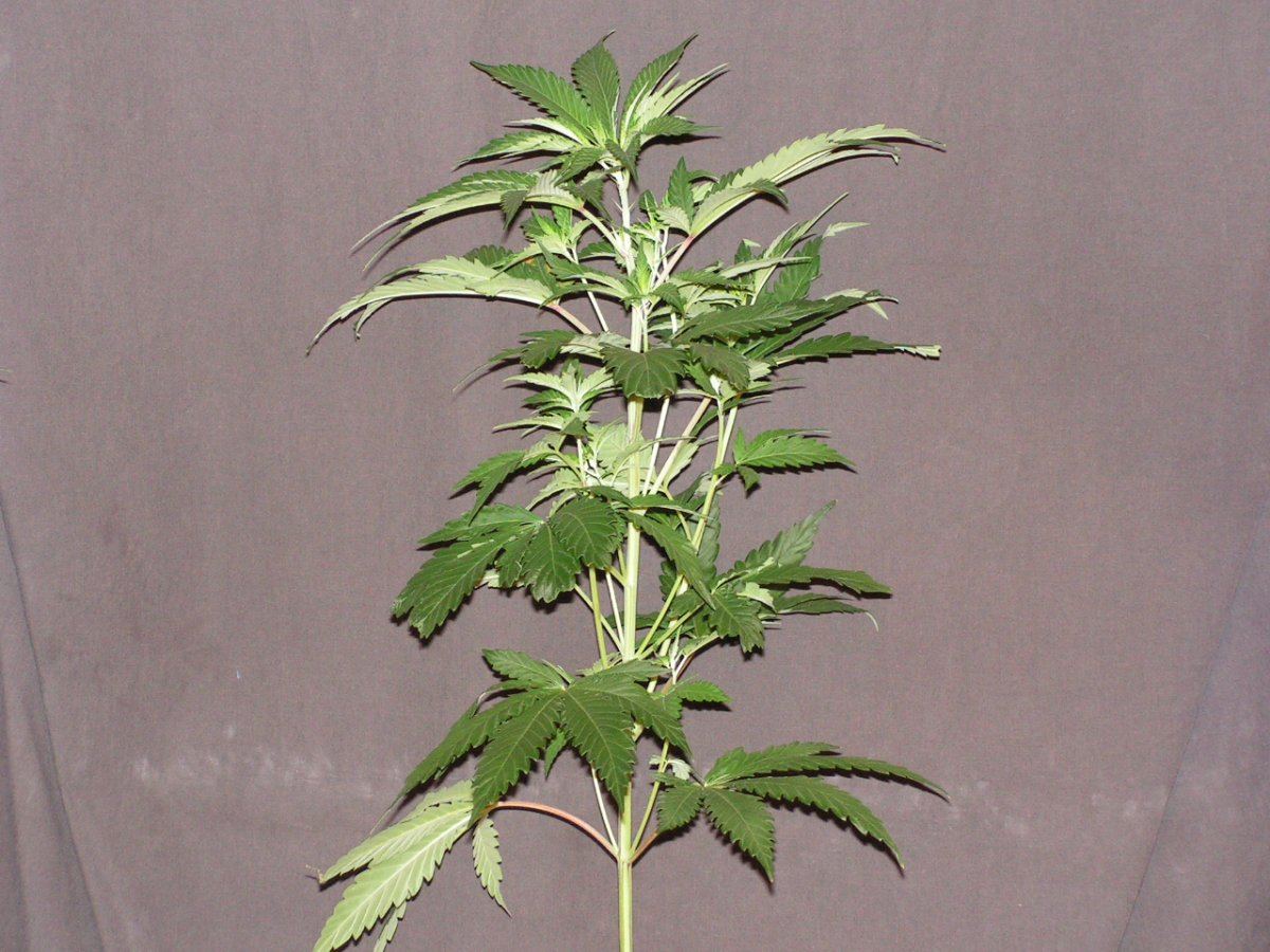 MALE 4