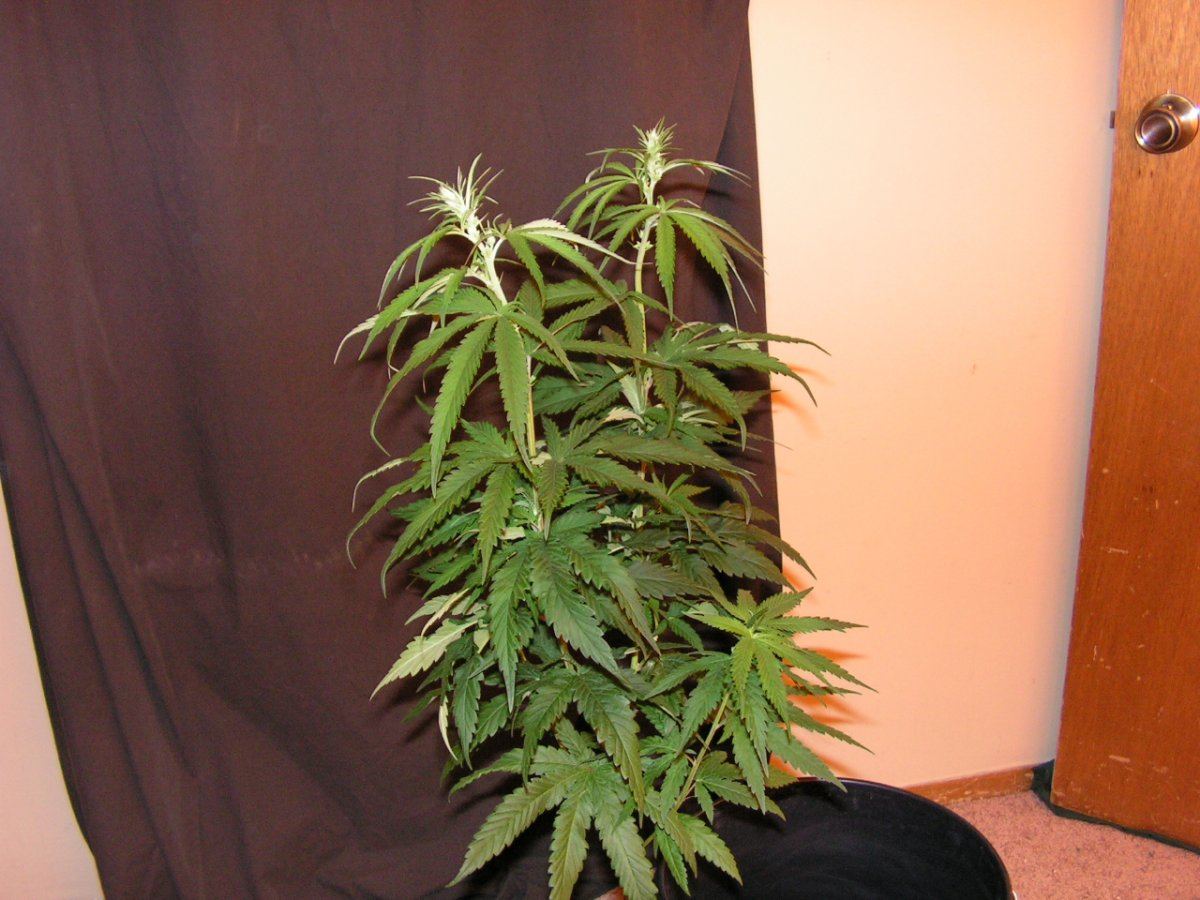 MALE 5