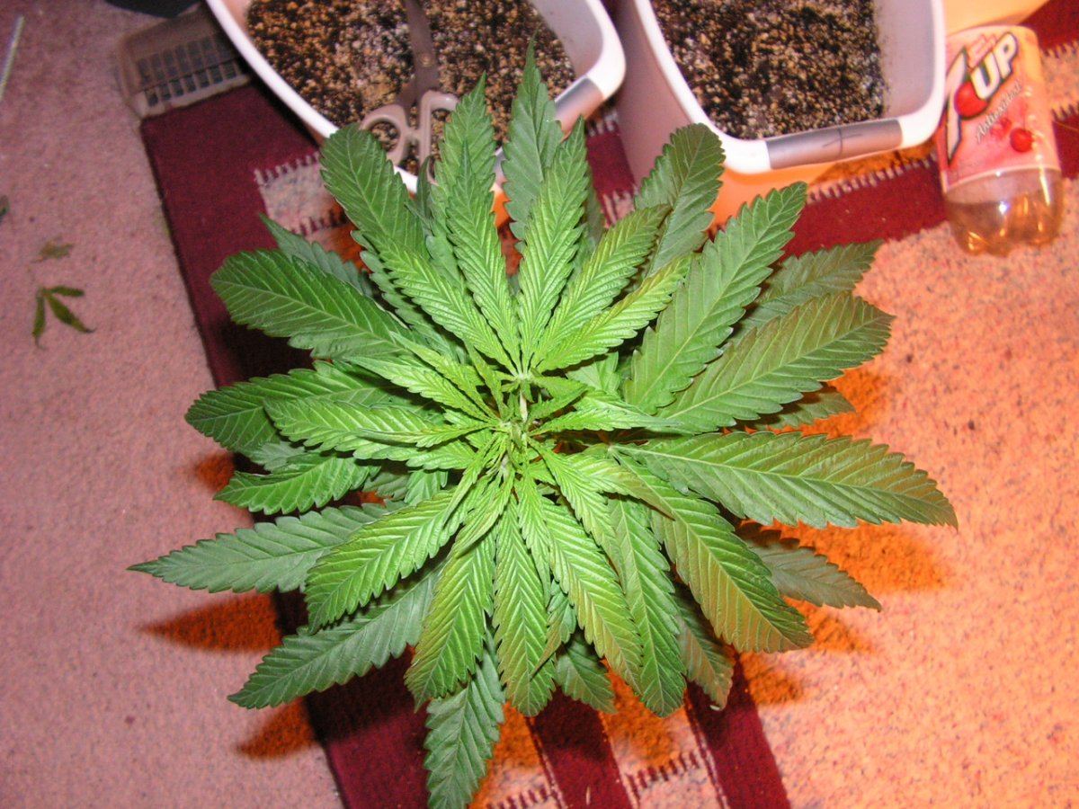 MALE 6
