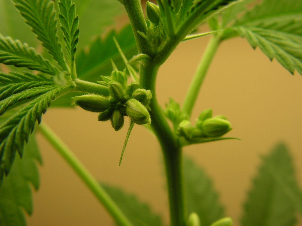 Male 6