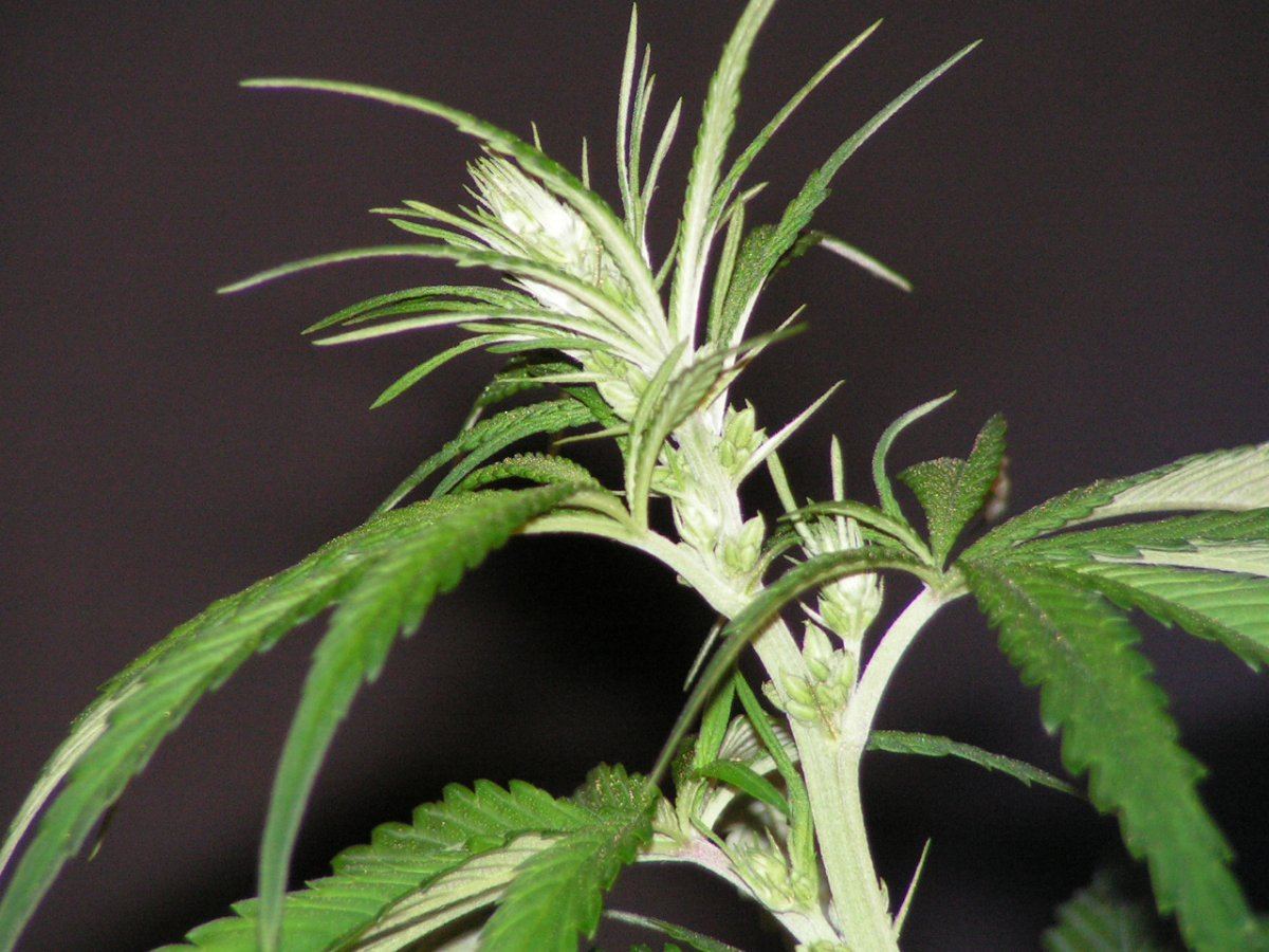 MALE 6