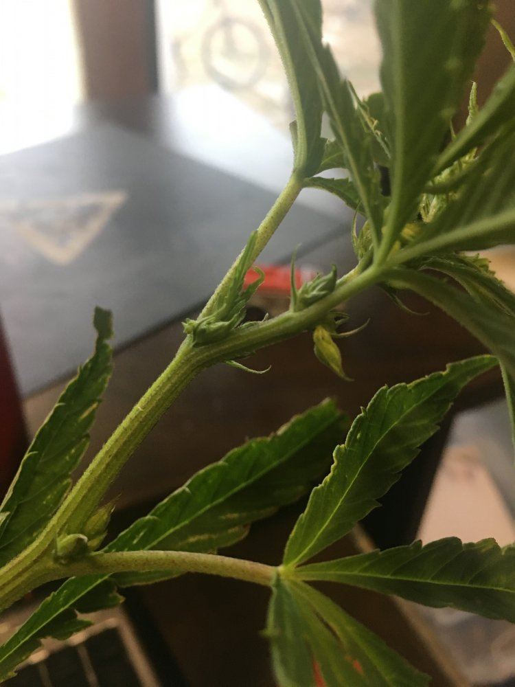 Male 6