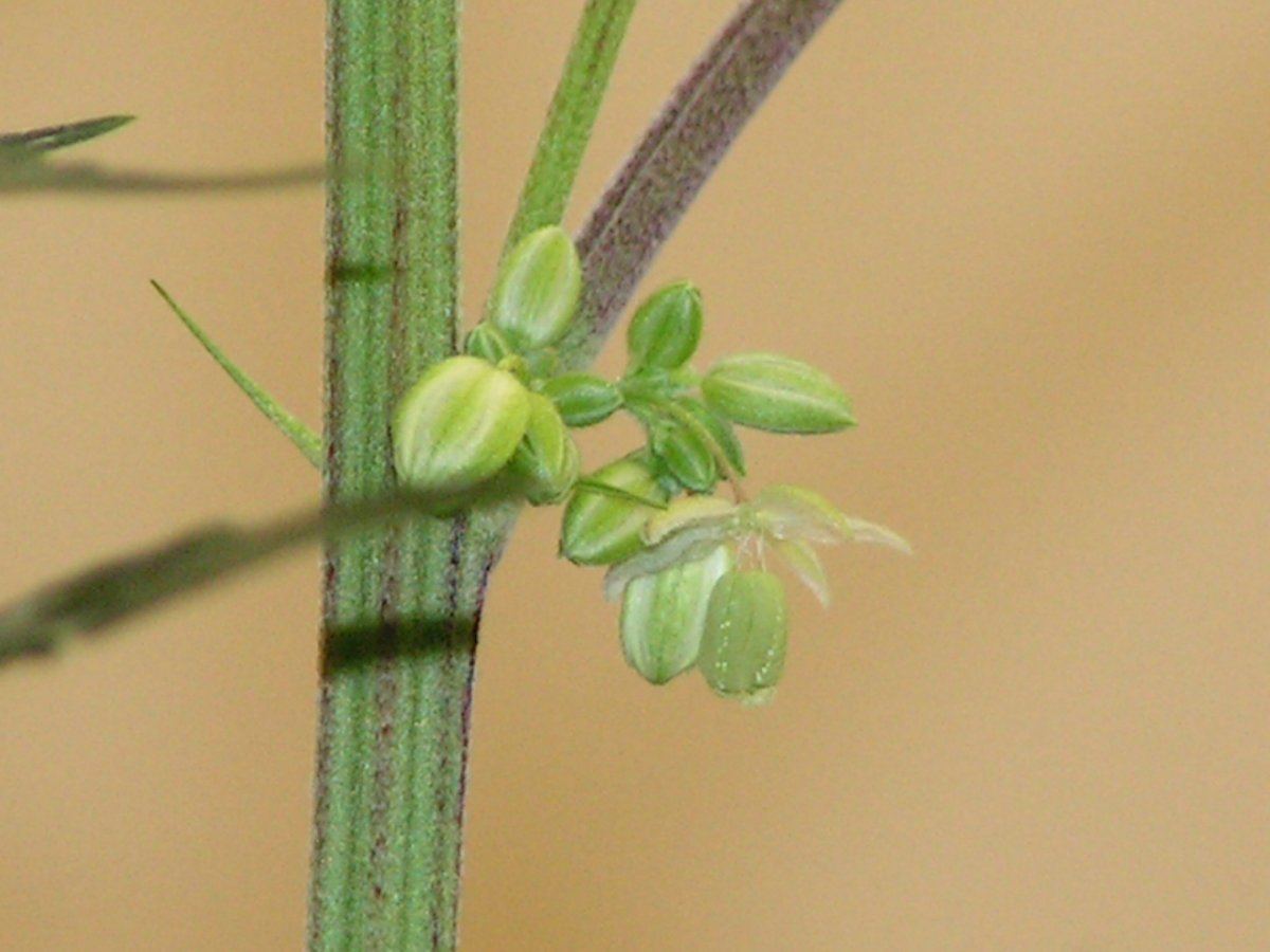MALE 8
