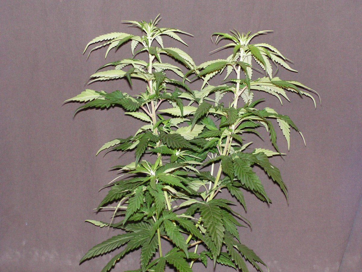 MALE 9