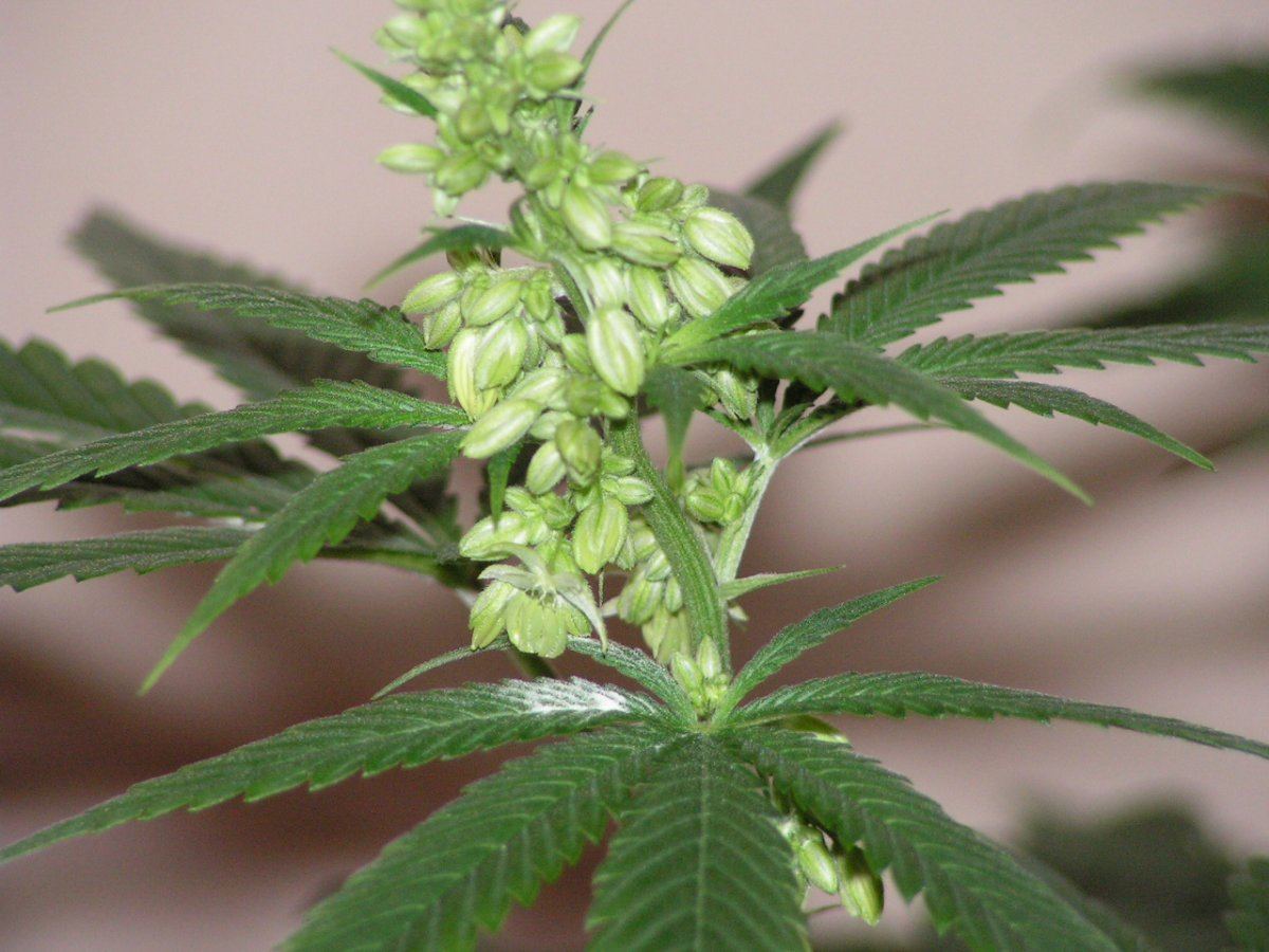 Male 9