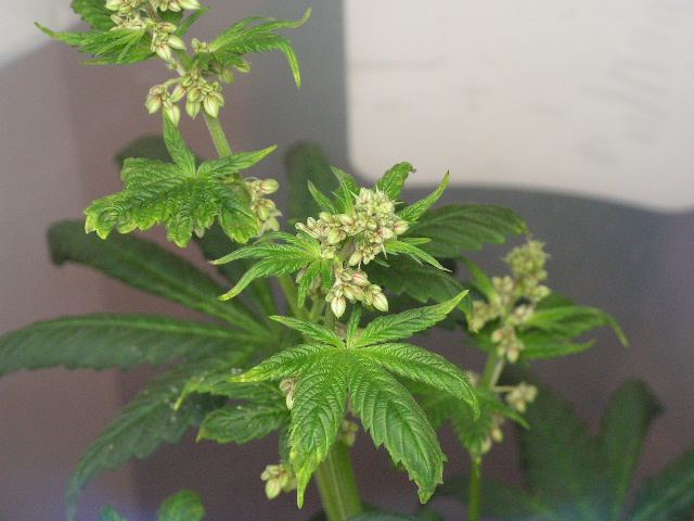 Male Brose close up