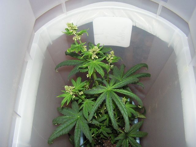 Male Brose