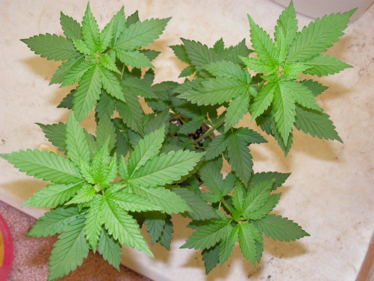 MALE CLONE 1