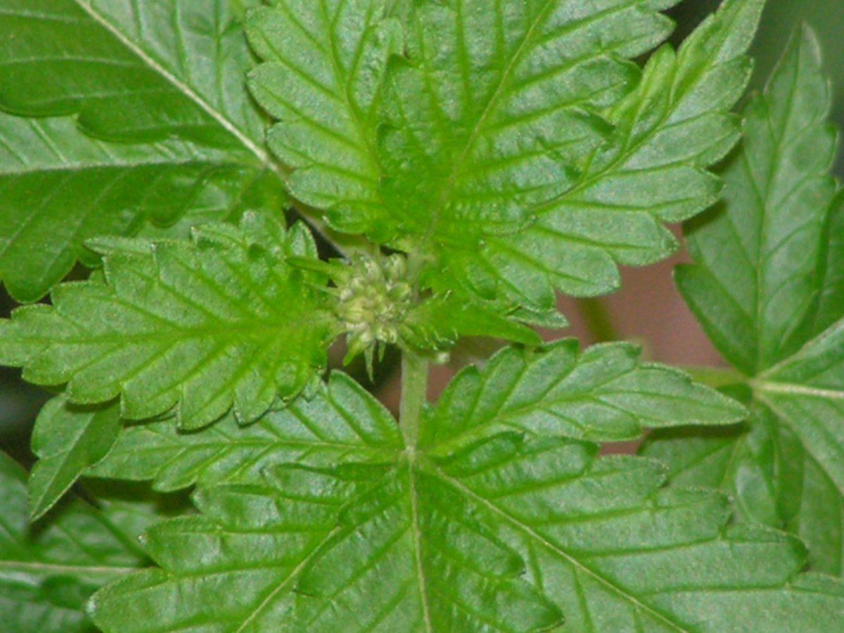 MALE CLONE 2