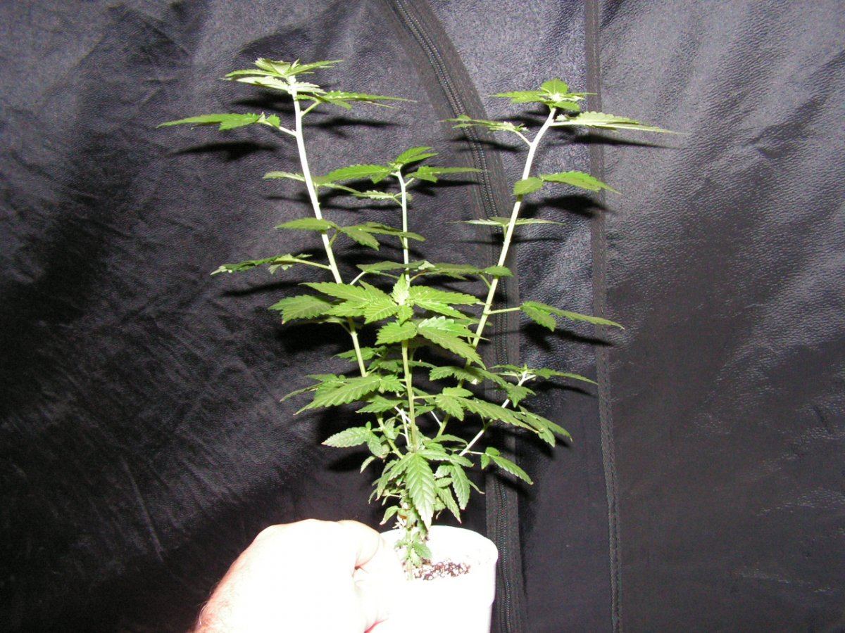 MALE CLONE 3