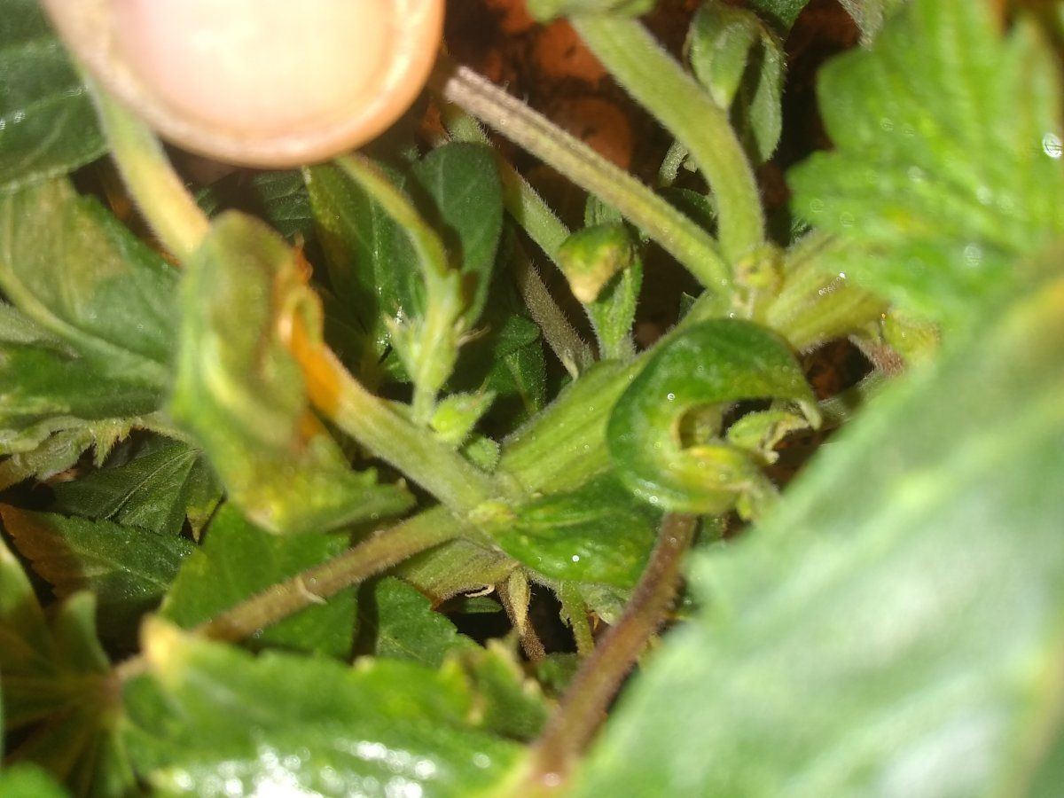 Male femail or hemroid plants deformed because monster cropped 4