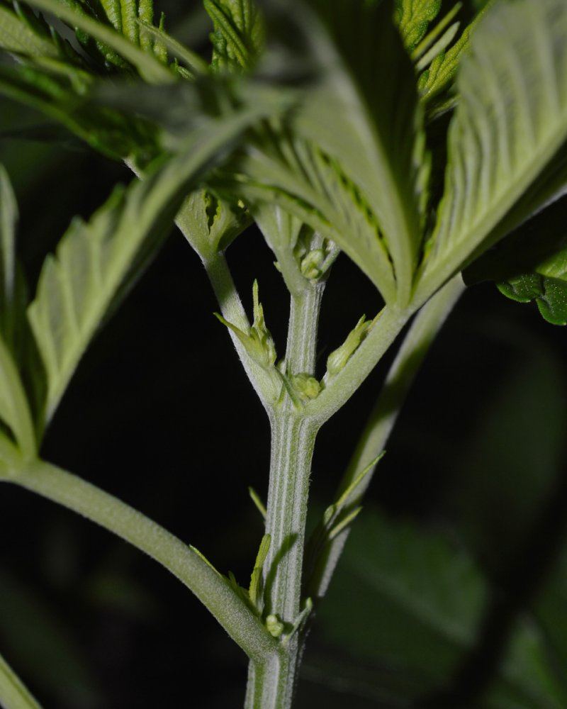 Male
