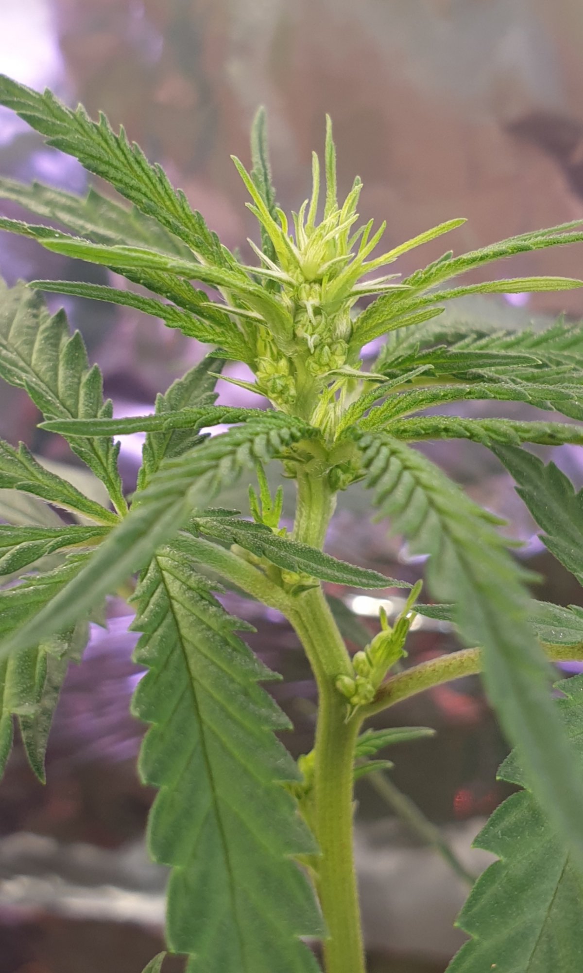 Male or female cannabis plants 2