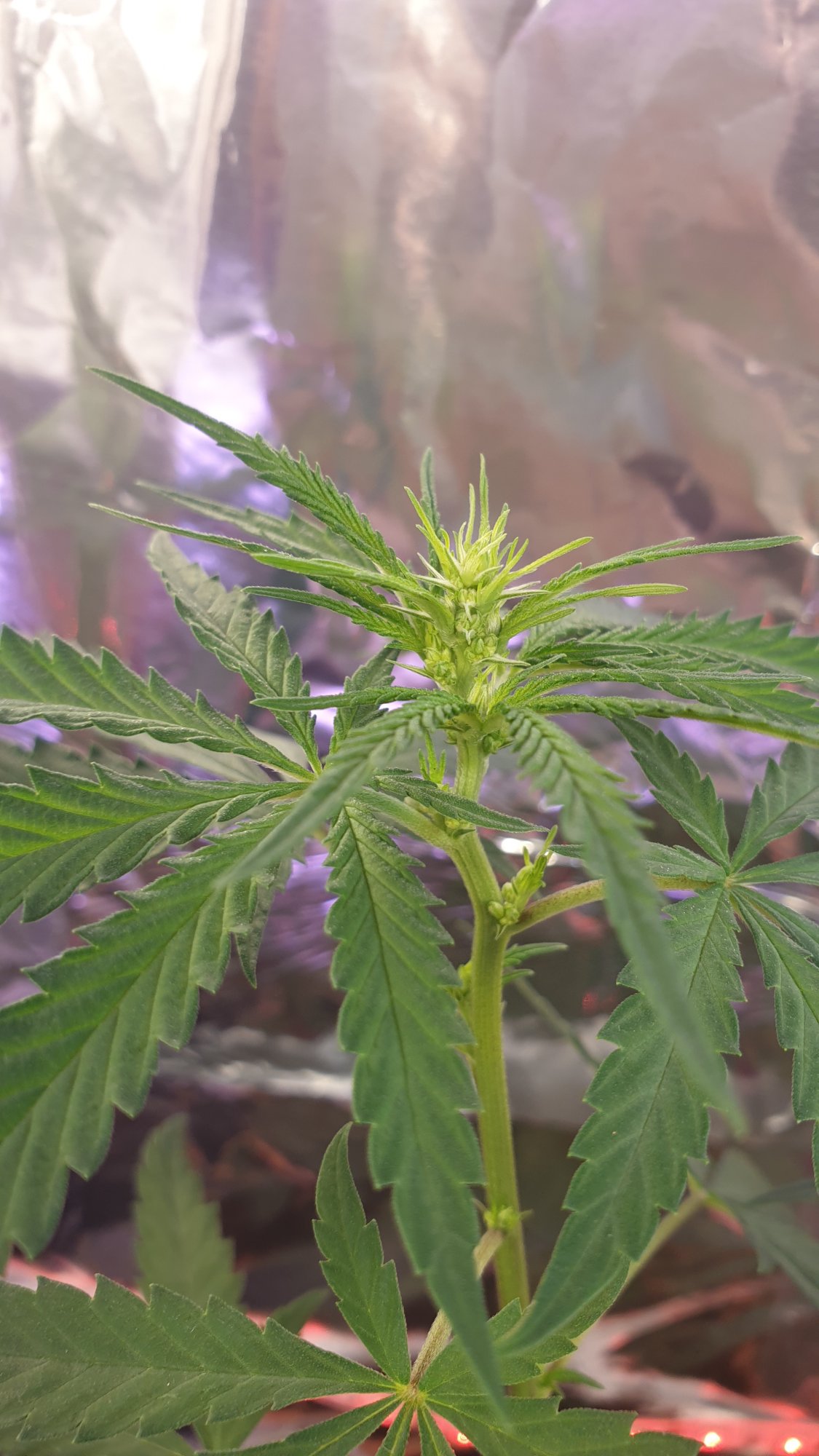 Male or female cannabis plants