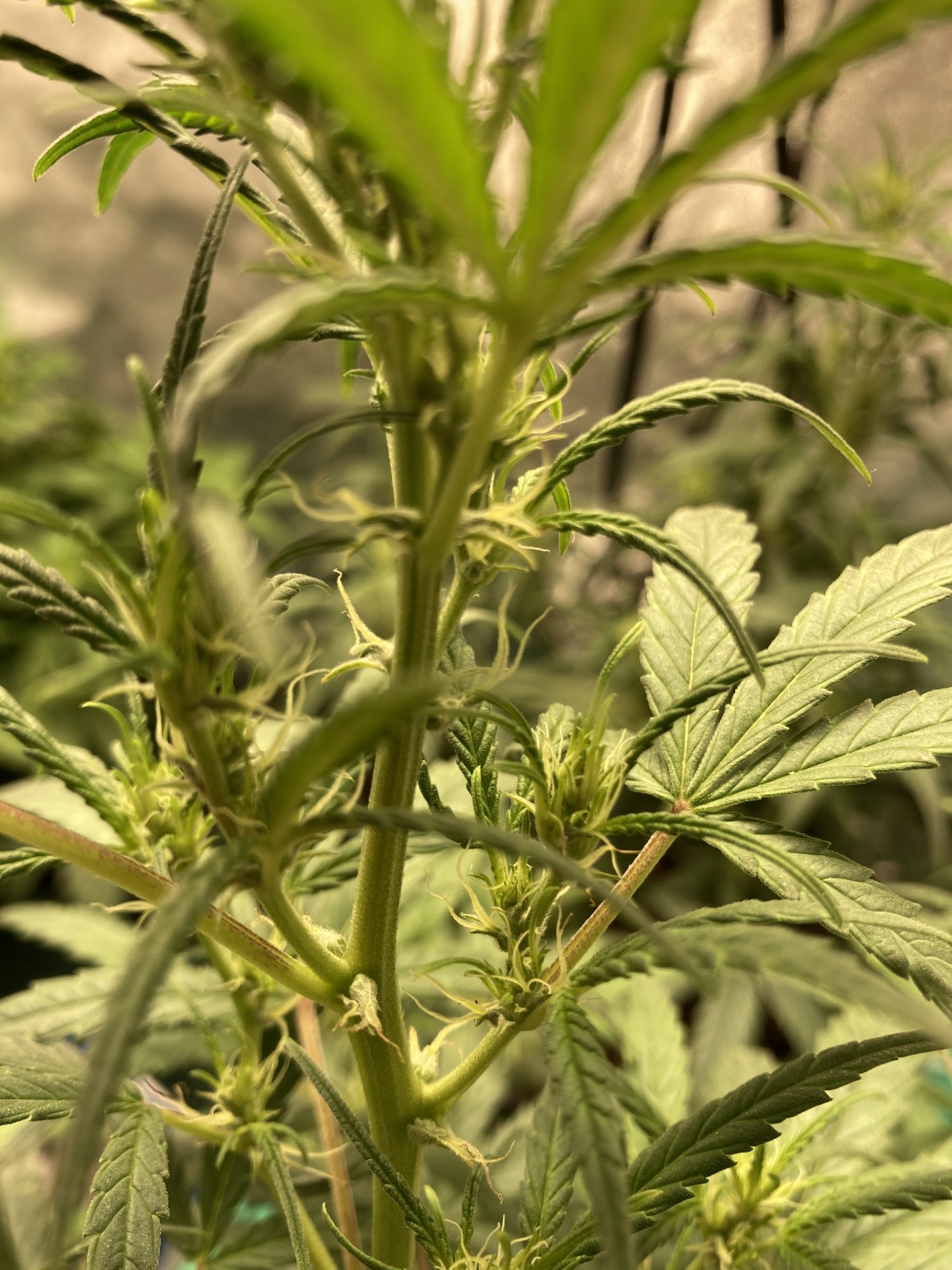 Male or female  help please 2