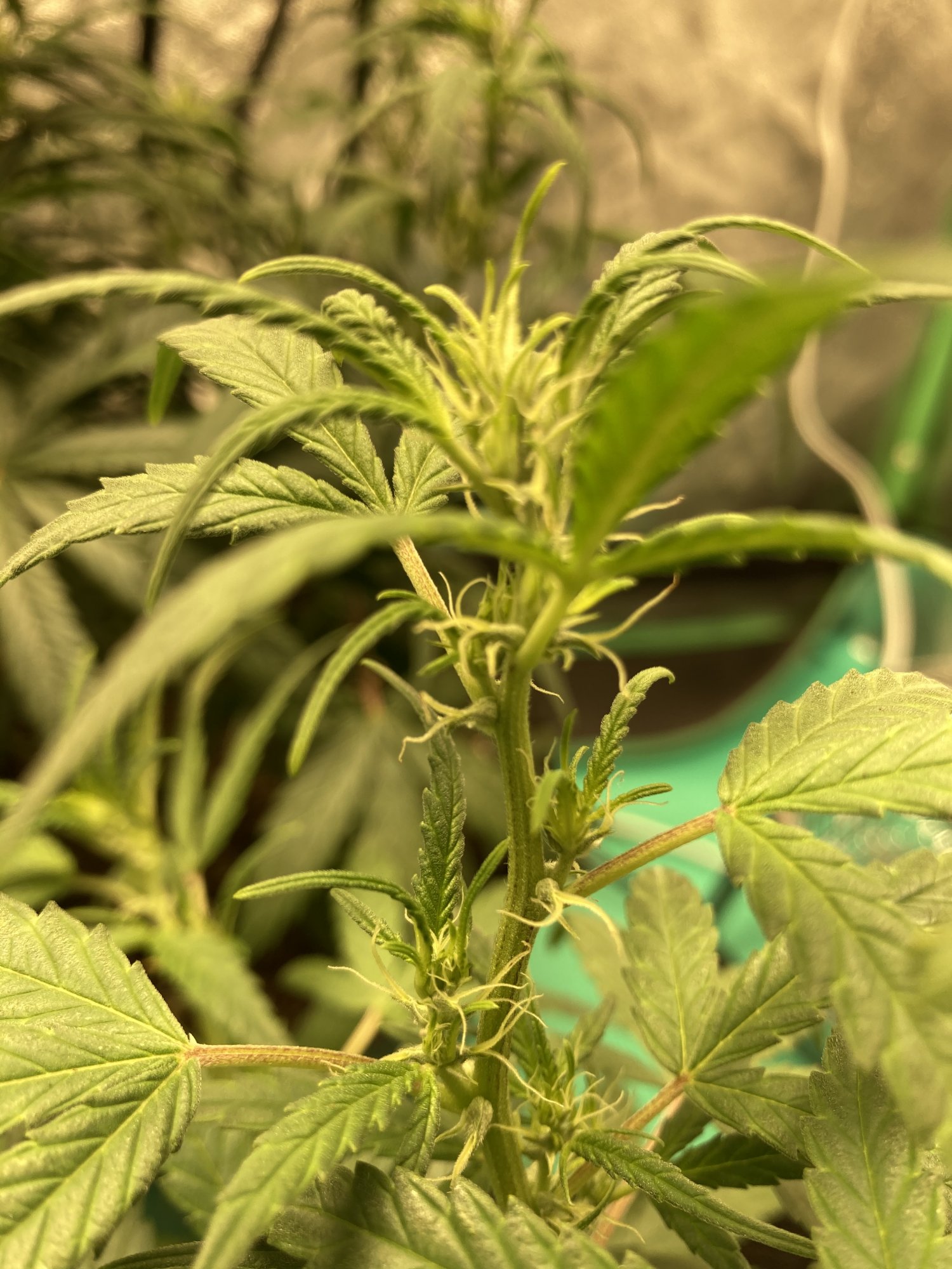 Male or female  help please 5