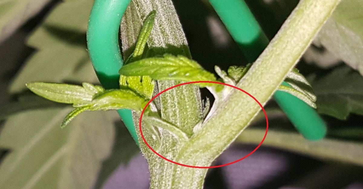 Male or female plant  pics