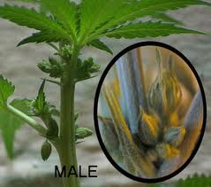 Male plant