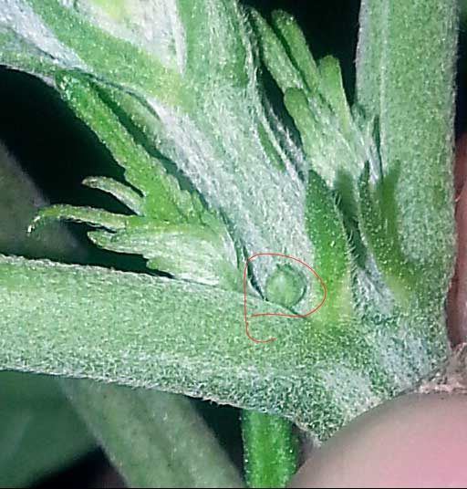 Male pre flower tiny 2