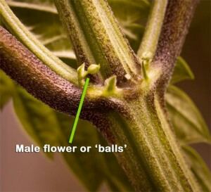 Male preflower