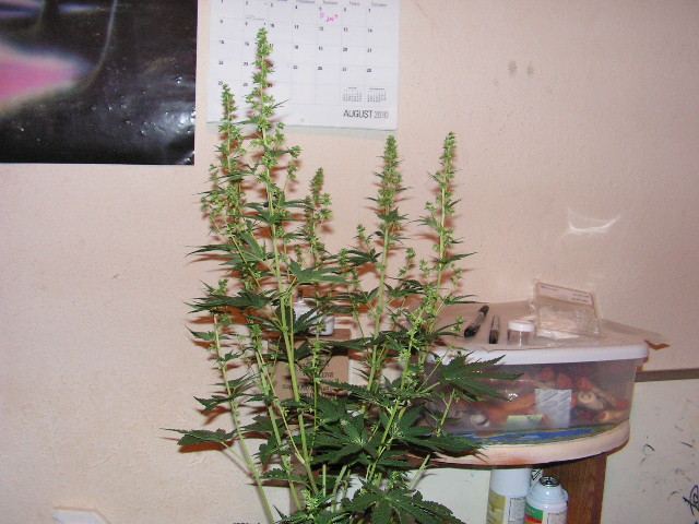 Male trip og   dpd