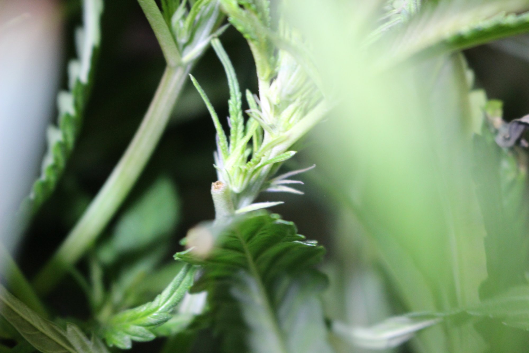 Male vs female help please 10