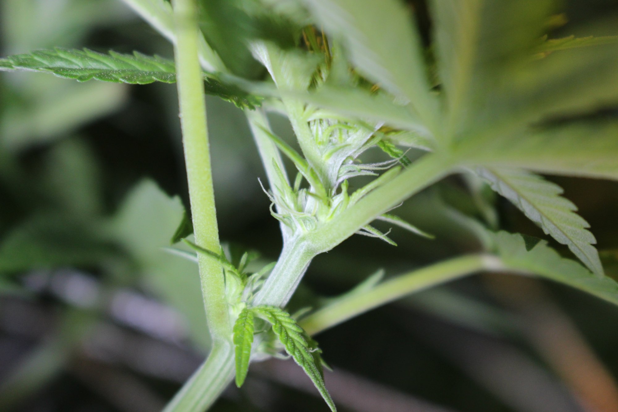 Male vs female help please 9