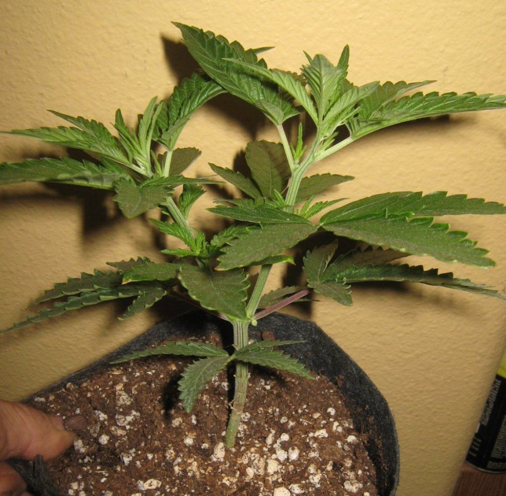 Male1231