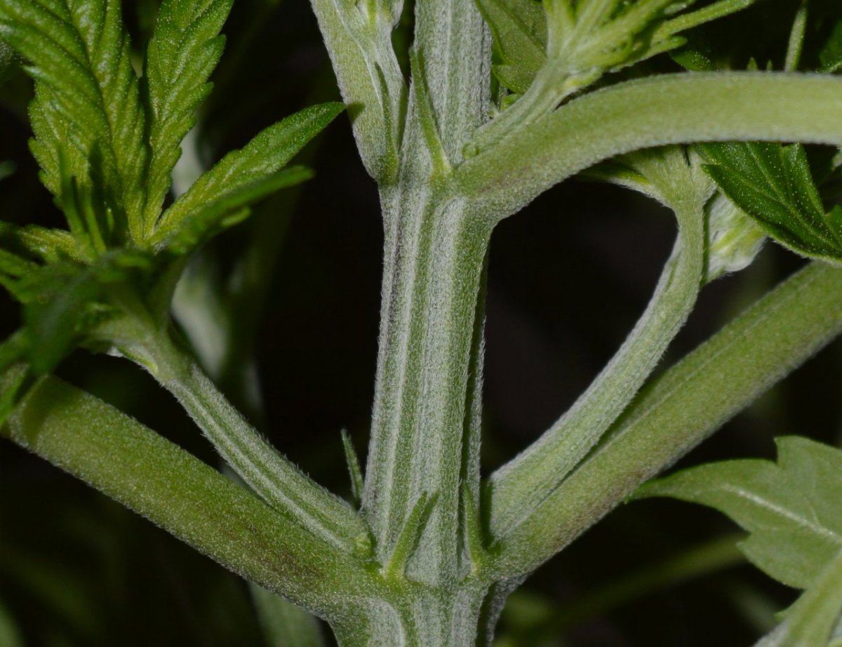 Male1b