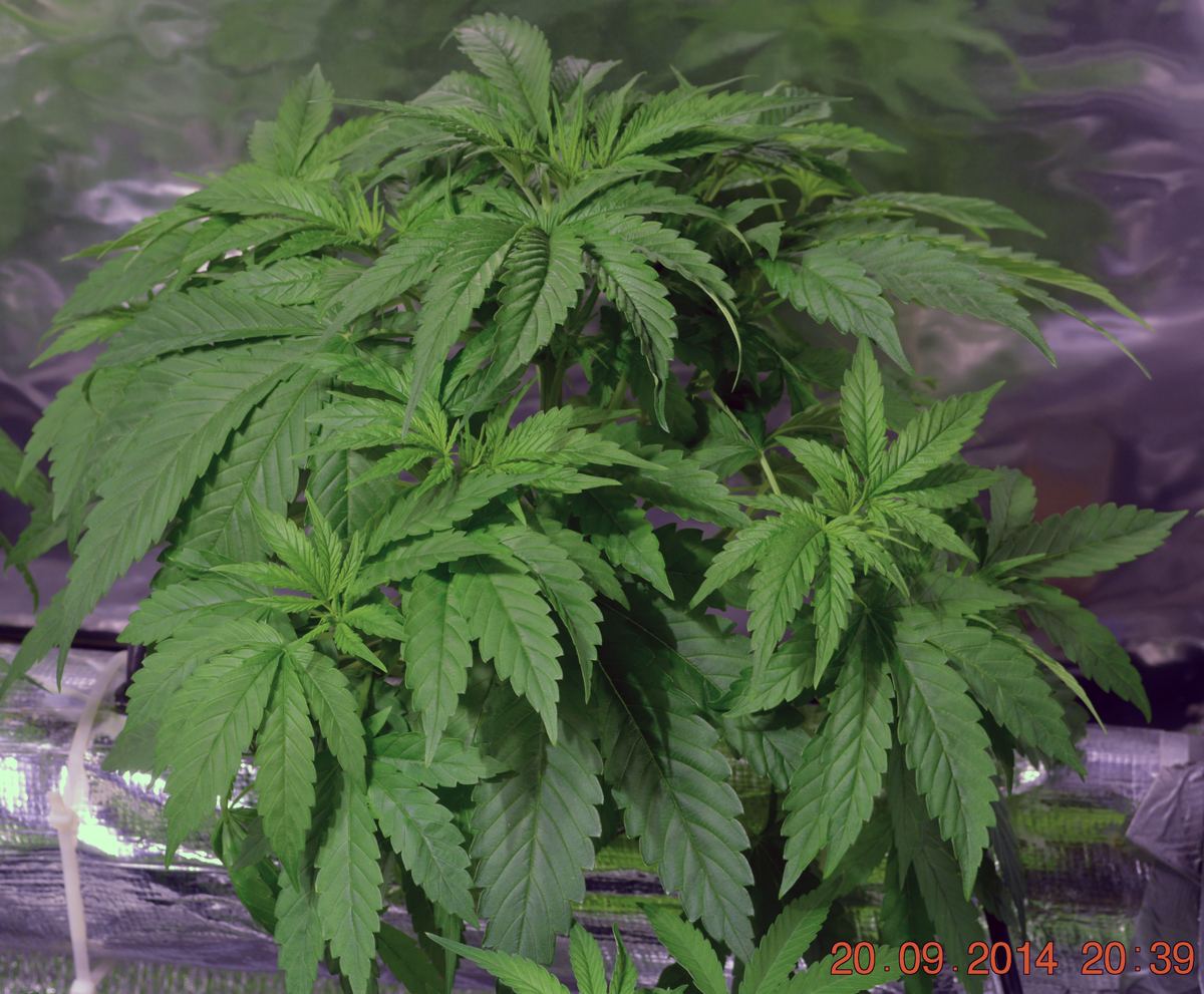 Male1c