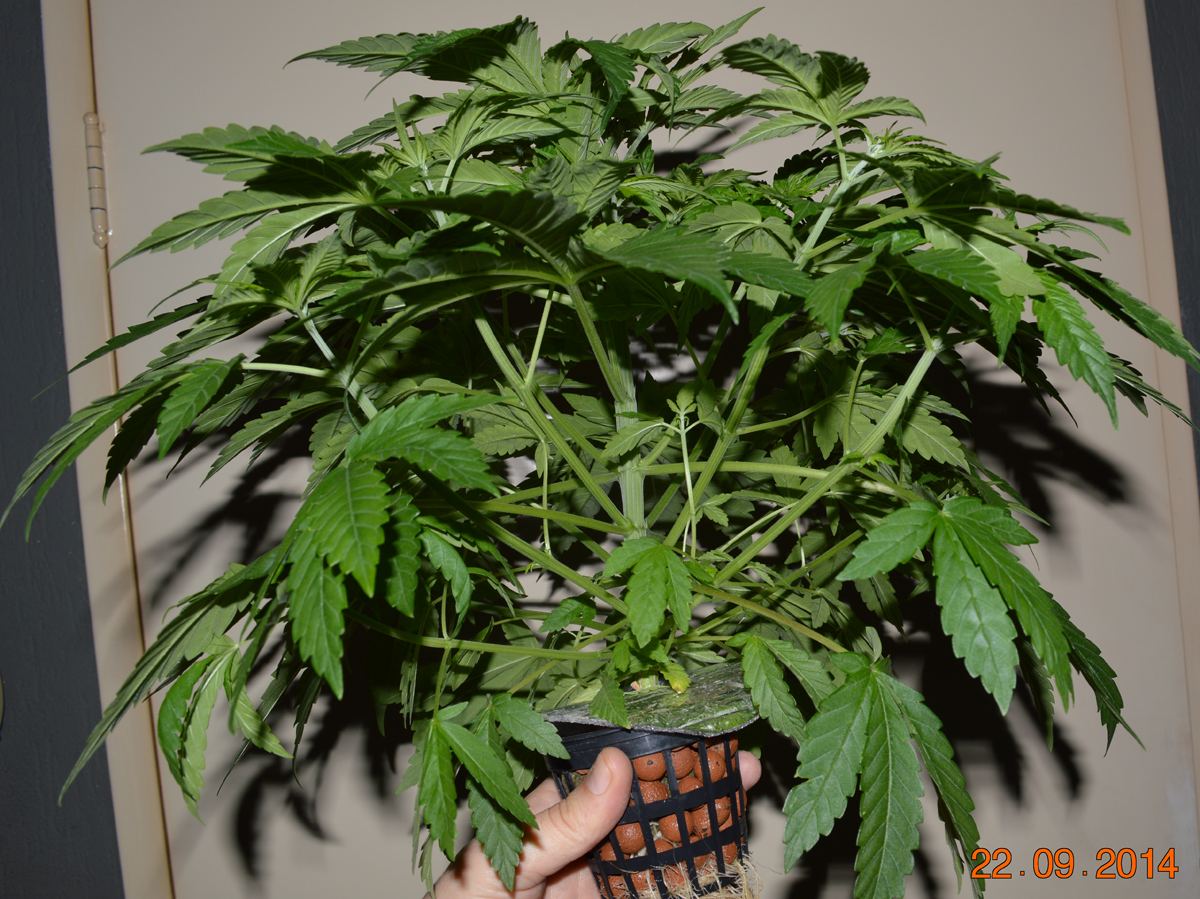 Male3