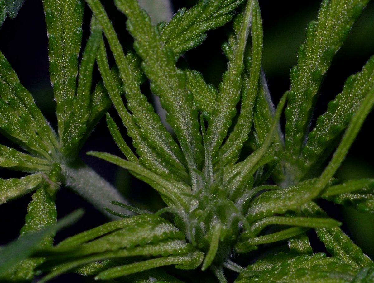 Male3c