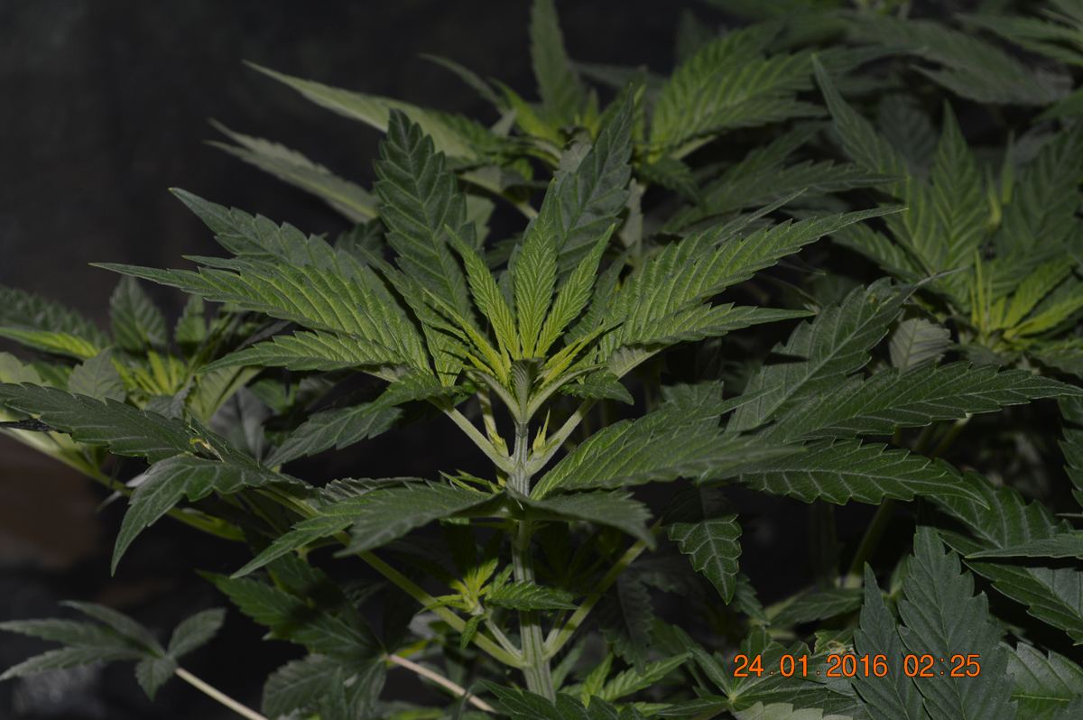 Male regphyllo