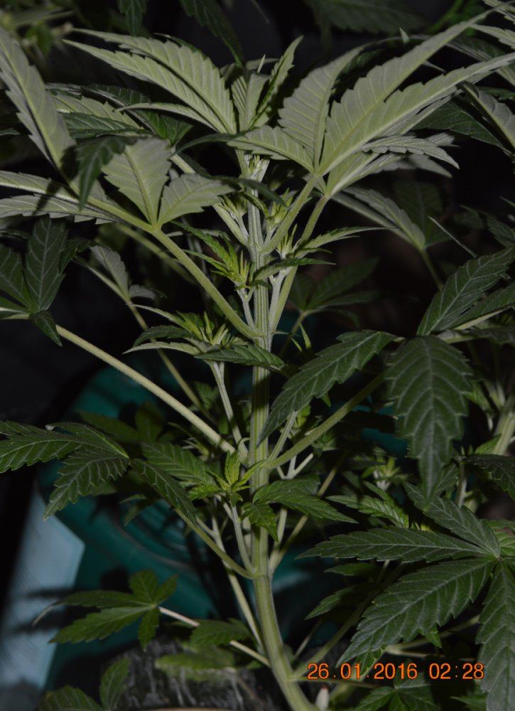 Male regphyllo3