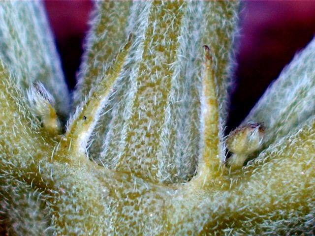 MalePreflower1