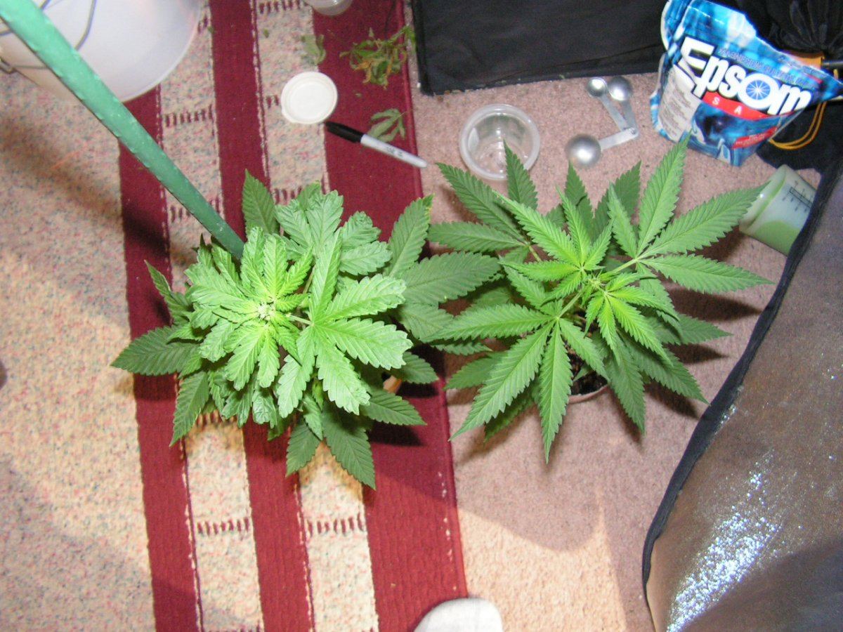 Males kush  diesel
