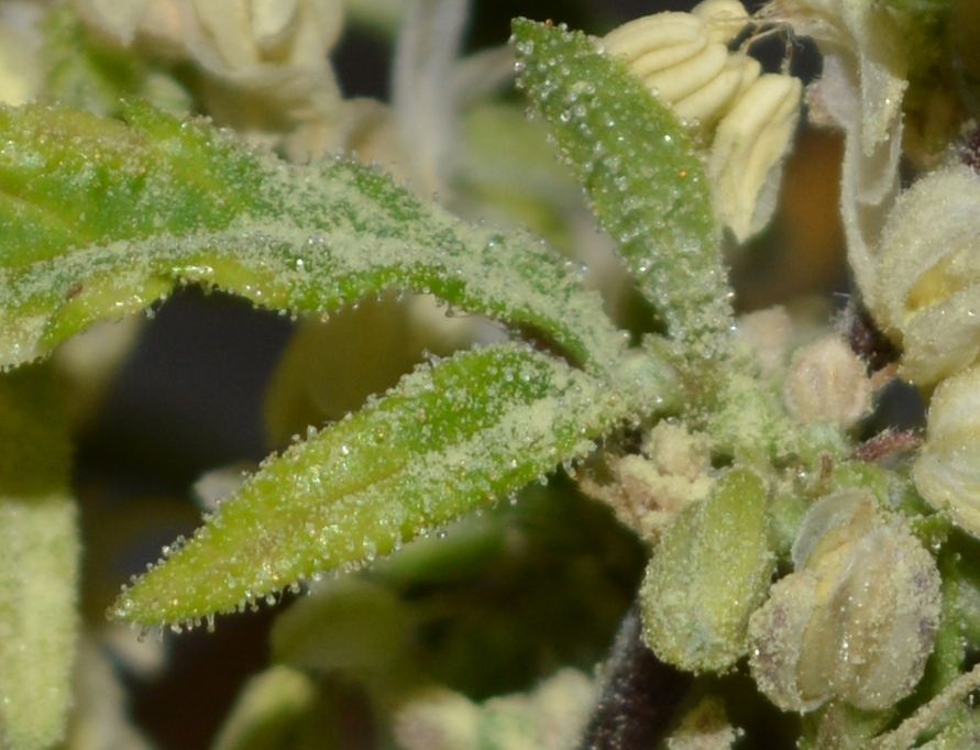 Maletrichs