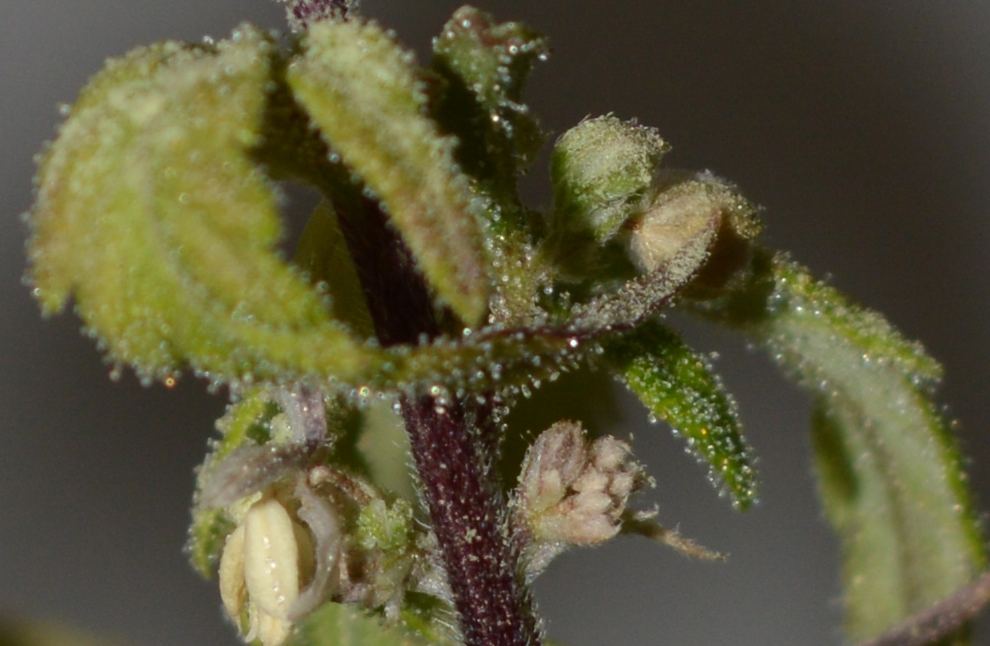 Maletrichs2