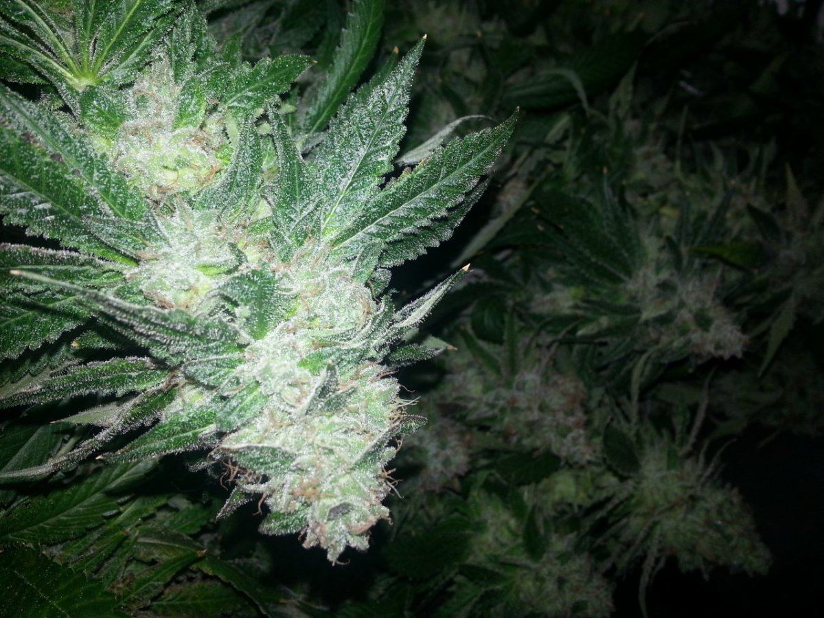 Mamboe cola