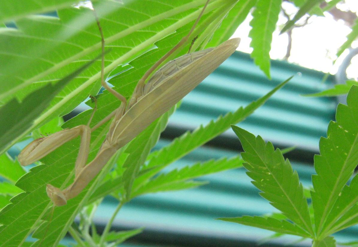 Mammamantis