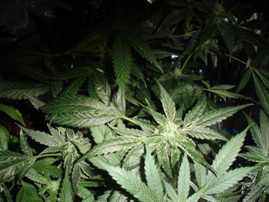Man charged with stealing marijuana plants