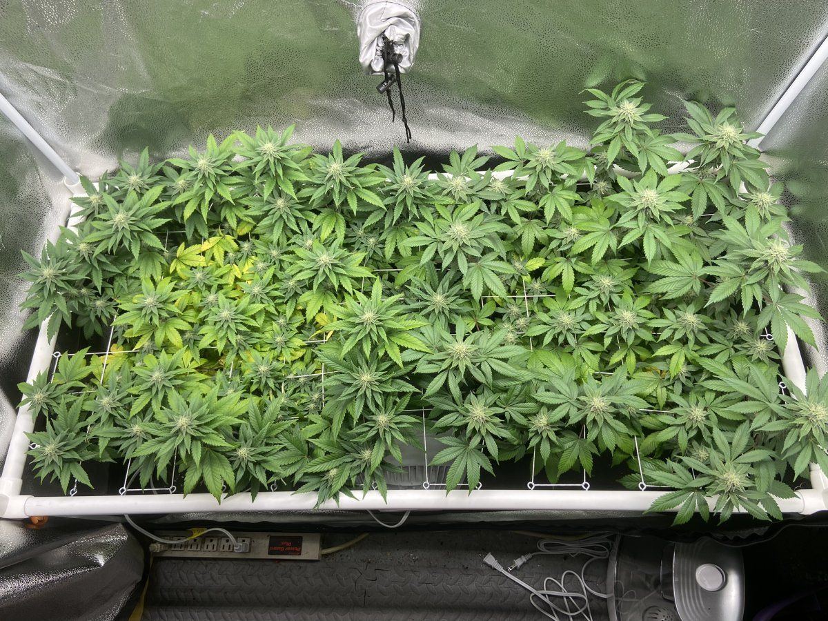 Mandarin sunset week 5
