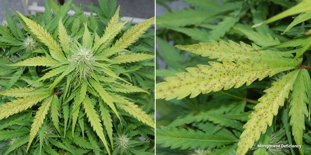 Manganese deficiency