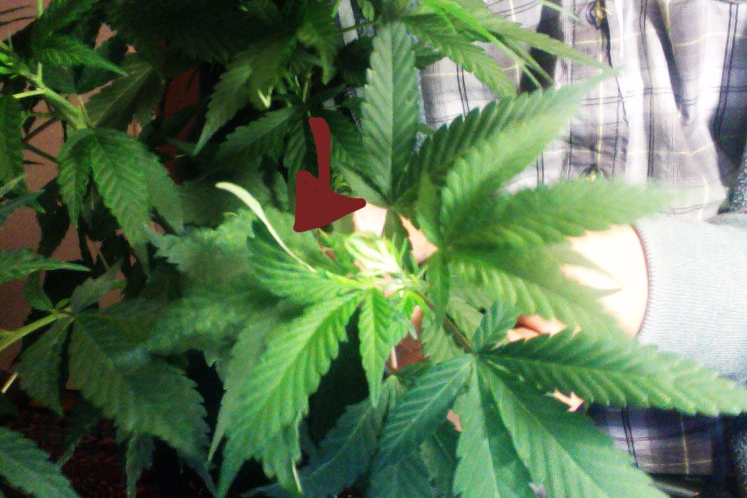 Photo on 2013-09-16 at 5.55 PM.jpgDeformed leaves growing on weed plants #3